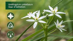Image result for Clerodendrum umbellatum