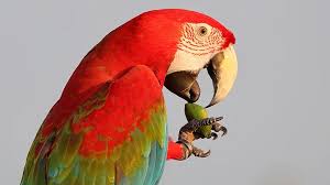 Image result for parrot