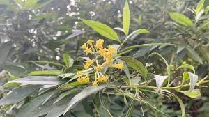 Image result for Cestrum parqui