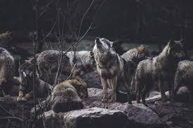 The wolf (canis lupus), also known as the gray wolf or grey wolf, is a large canine native to eurasia and north america. Striking A Balance A Proposed Conservation Plan For Washington S Wolves Sierra Club
