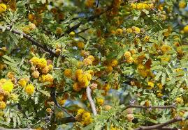 Image result for Acacia hockii