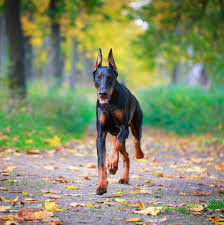 All puppies are considered pets only and are akc registered as limited. Doberman Home Facebook