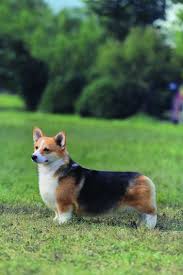 Find corgi in dogs & puppies for rehoming | find dogs and puppies locally for sale or adoption in canada : Pembroke Welsh Corgi Dog Breed Profile Petfinder