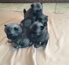 Litter Of 9 Keeshond Puppies For Sale In Manteno Il Adn 63766 On Puppyfinder Com Gender Male S And Female S Age 1 Year 1 Keeshond Puppy Keeshond Puppies