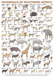 The list of african animals is very long and in this animalsake article i have tried to cover as many animals possible. Mamiferos Do Sul Da Africa Africa Animals African Animals Rare Animals