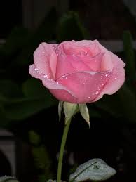 Rose flowers flowers rose pink rose pink pink flowers roses high definition picture flower bouquets exquisite pictures picture quality practical picture printing application petals love high definition pictures creative picture bloom close up red background delicious macro beautiful roses bright. Free Photo Pink Rose Bloom Bspo07 Flower Free Download Jooinn