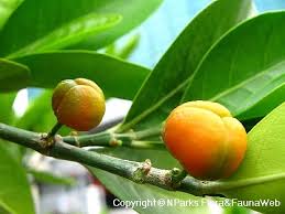 Image result for Suregada