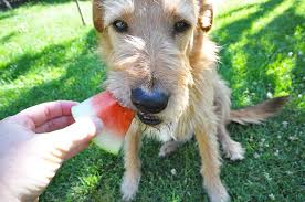 Homemade dog food does not contain preservatives. How To Make Homemade Dog Food Whole Dog Journal