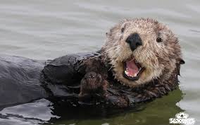 Google Image Result For Https Seaotters Com Wp Content Uploads 2018 11 Seaottersdotcom Happy Otter 1080x675 Jpg Otters Sea Otter Horse Health