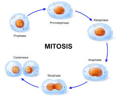 Each type is specialised for a particular role. Plant Mitosis Vs Animal Mitosis Biology Wise