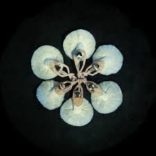 Check spelling or type a new query. Water Lily Mark Olich Art Photographs Yellowkorner