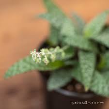 Image result for Ledebouria Unidentified sp. no4.