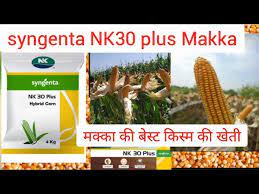 नमस्कार किसान भाइयों, इस वीडियो में आपको nk 30 मक्का और nk 30 plus मक्का में अंतर. Syngenta Nk30 Plus Makka Ki Hybrid à¤®à¤• à¤• à¤• à¤…à¤§ à¤• à¤ª à¤¦ à¤µ à¤° à¤¦ à¤¨ à¤µ à¤² à¤¹ à¤‡à¤¬ à¤° à¤¡ à¤• à¤¸ à¤® Nk30 Plus Youtube