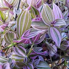 Easy, beginner friendly, low maintenance, fast grower! Amazon Com Wandering Jew Lilac 2 5 Inch Potted Plant Tradescantia Fluminensis Lilac House Plant Garden Outdoor