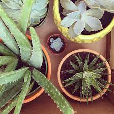 It's part of the cactus family not because it has needles and grows in the desert, but because of its ability to store water. Five Easy Plants That Will Purify Your Air Look Good Make You Feel Awesome Mamanushka