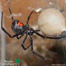 Today S Spookyspecies Is The Black Widow Spider Fact A Black Widow S Venom Is 15 Times More Poisonous Than A Ra Black Widow Spider Widow Spider Spider Bites