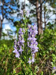 Image result for Scutellaria schweinfurthii