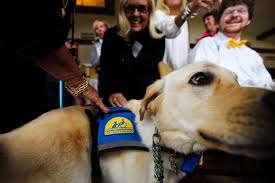 Service dog raised by Newport Beach couple helps woman work and attend  college