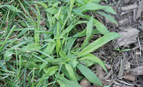 As in most situations, a picture is worth a thousand words. Controlling Common Weeds In Your Lawn A G Sod Farms