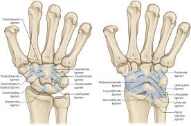 Image result for Normal Anatomic Position of the Hand and Wrist
