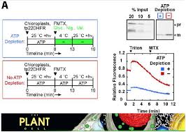 Maybe you would like to learn more about one of these? The Plant Cell On Twitter Evaluating The Functional Pore Size Of Chloroplast Toc And Tic Protein Translocons Import Of Folded Proteins Https T Co Xownoj6pak Https T Co 7byxzdtmrf