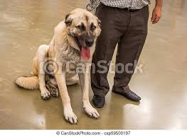 Kangals are strong enough to defeat wolf packs. Turkish Breed Shepherd Dog Kangal As Guarding Dog Turkish Breed Shepherd Dog Kangal As Livestock Guarding Dog Canstock