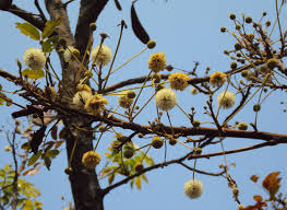 Image result for Xylia africana