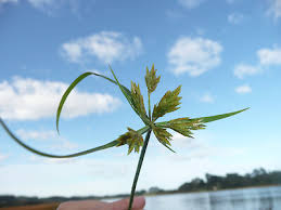 Image result for Pycreus polystachyos