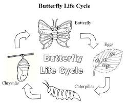 A coloring page is a kind of children's book comprising various line drawings, normally together with crayons or markers, to which children are intended to add color with crayons, colored pens, permanent marker pens, liquid paints or other social websites. Caterpillar To Butterfly Life Cycle Coloring Pages
