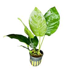 Image result for Astropanax barteri