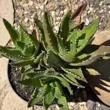 Image result for Aloe nuttii