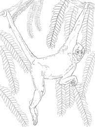coloriage singe araignee aux mains noires coloriages a imprimer gratuits clown