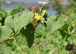 Image result for Cucumis engleri