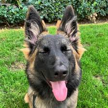 We did not find results for: Is The Belgian Malinois German Shepherd Mix The Dog For You K9 Web