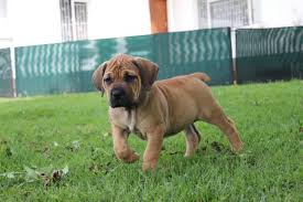 View gumtree free online classified ads for boerboel dogs or puppies for sale and more in western cape. Boerboel Pups For Sale Durban Boerboel Puppies Dog Breeders Gallery 77157