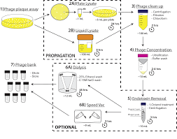 Phage On Tap A Quick And Efficient Protocol For The