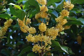 Image result for Thunbergianthus