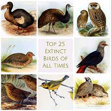 In total, then, more than 80 percent of these birds have a grave and uncertain future. Top 25 Extinct Birds Of All Times Causes Of Mass Extinction Of Birds