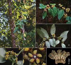 Image result for Marsdenia