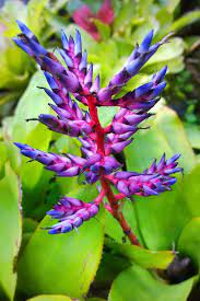 The males chase away other conspecific males from these territories which consist of groups of trees and shrubs with no nests. The Flowers Plants Of Costa Rica