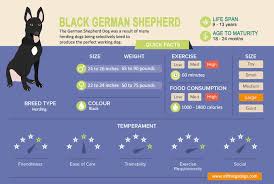 black german shepherd the ultimate breed guide all