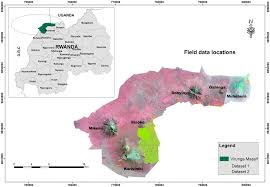 Image result for Rubus kirungensis