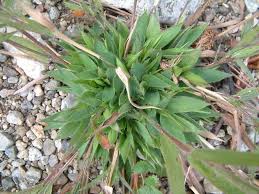 Image result for Dichapetalum edule
