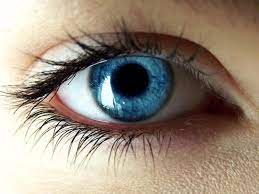 Pupil, disciple, scholar, student refer to a person who is studying, usually in a school. Your Pupils May Expand When You Daydream Smart News Smithsonian Magazine