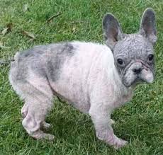 The french bulldog breed is notoriously famous for its boatload of health issues: No Blue French Bulldogs Australia Posts Facebook