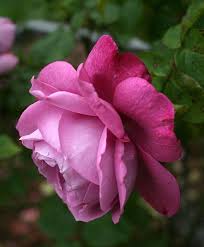 Heirloom roses, saint paul, or. Rose Rosa Heirloom In The Roses Database Garden Org