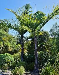 Image result for Caryota
