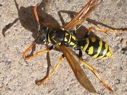 Clean and dry it, and it will fit neatly into the aperture of the no wasps eliminator puff bottle. How To Remove A Wasp Nest Dengarden