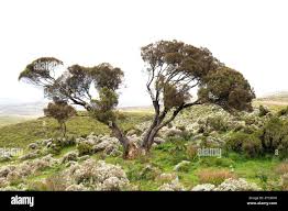 Image result for Erica arborea