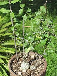 Image result for Fockea angustifolia
